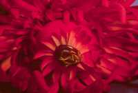 Easter Egg from 2008